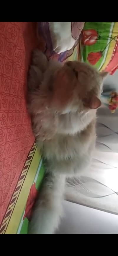 Persian Female Cat