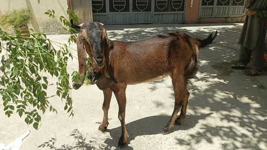 low Price Beautiful Goat, 4 Dant, Haripur TIP Colony