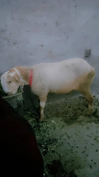 Urgent Male sheep for sale