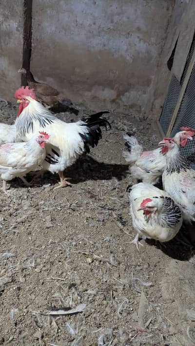 light Susex urgent sale