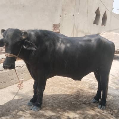 Bull 