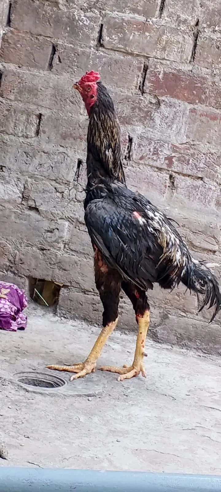 buth acha murga pure lasani — photo 2