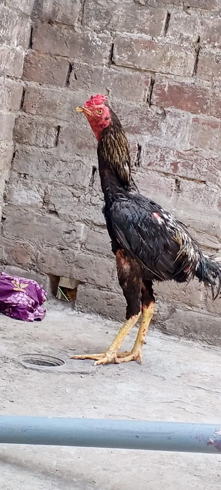 buth acha murga pure lasani — photo 3