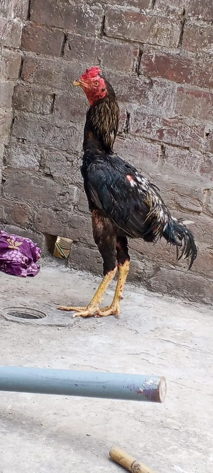 buth acha murga pure lasani — photo 4