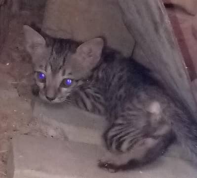 small and beautiful baby cat