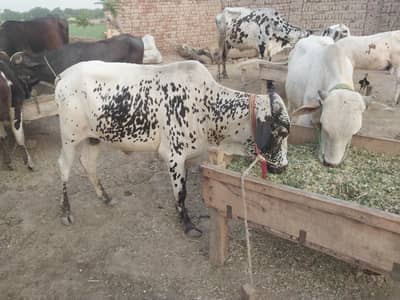 Bulls teeth pass available for Sale DHA H- Sector