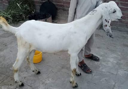 do dant bkra for sale qurbani 2026