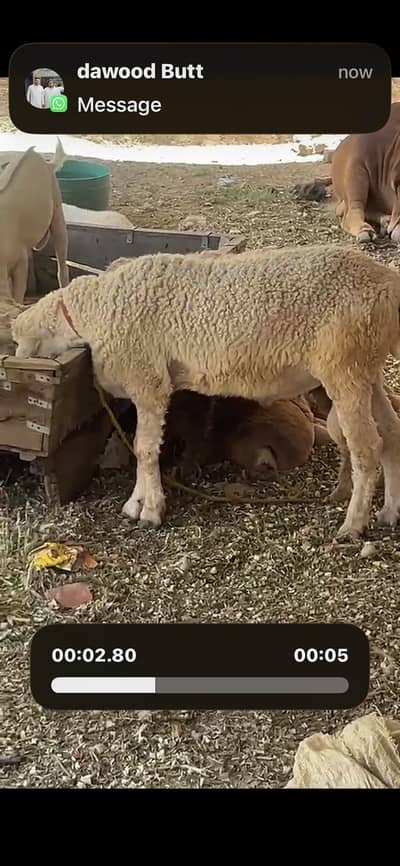 Fresh 2 daant qurbani 2026 k liye chhatra ghar ka pala hua