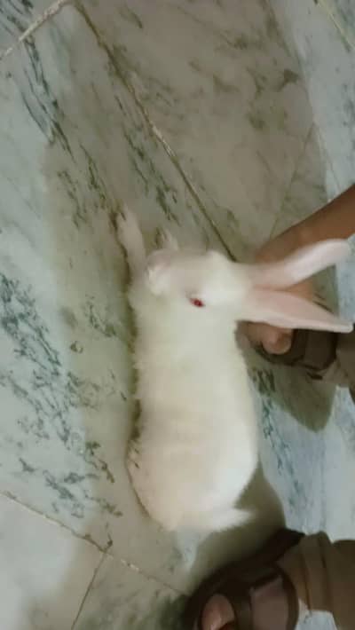 white rabbit