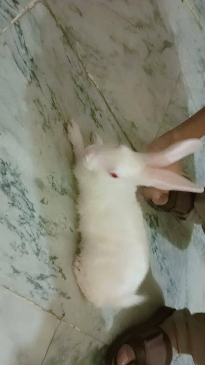 white rabbit 0