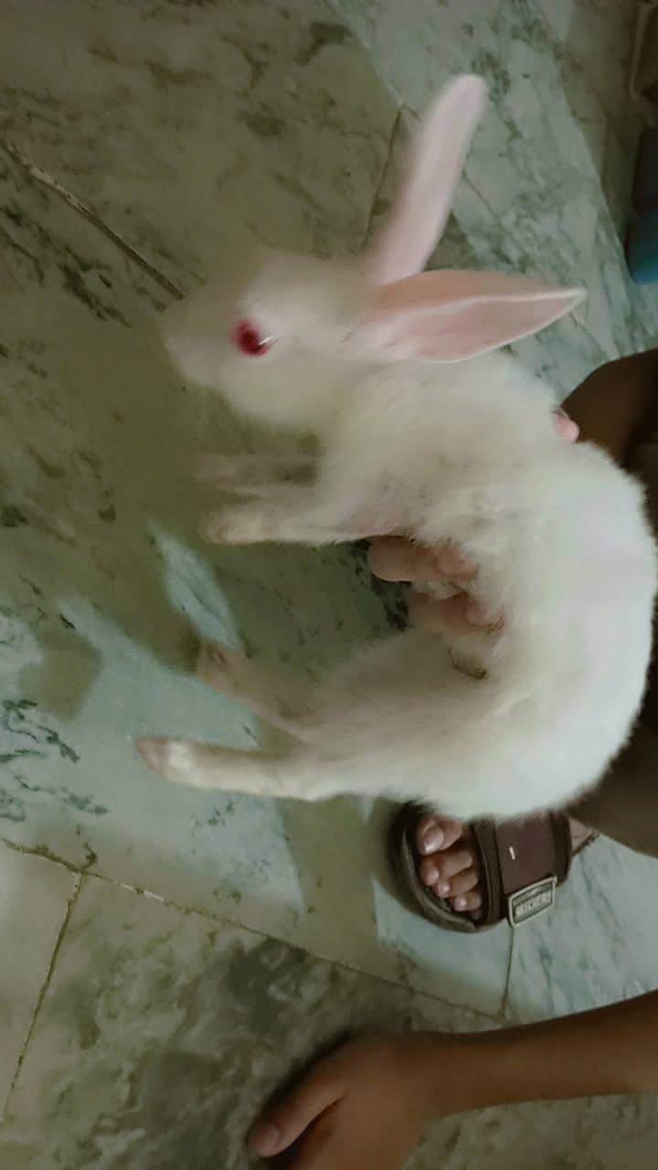 white rabbit 1