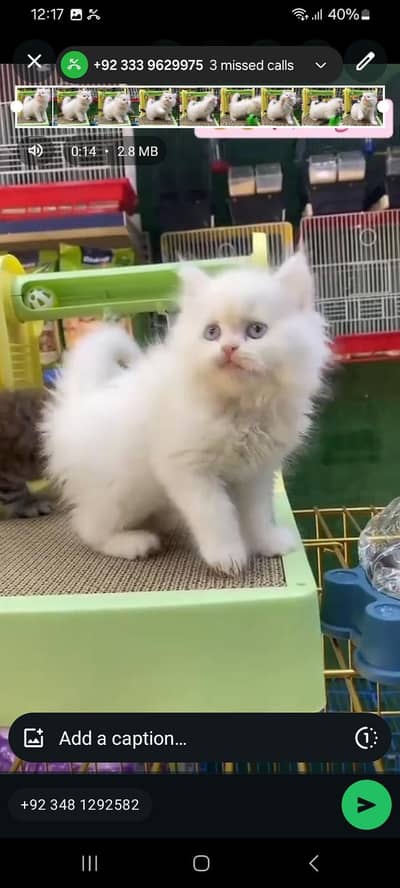 Persian cat triple kot,for sale,my WhatsApp 03481292582