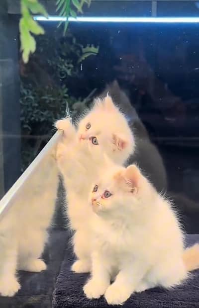 Persian cat triple kot,for sale,my WhatsApp 03481292582