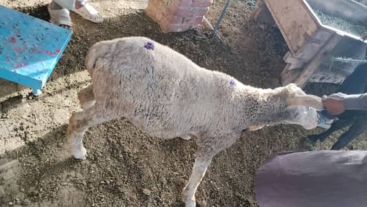 male and female sherp available for qurbani (Bakra eid) live weight