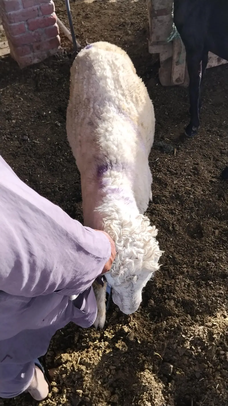 sheep & Ram   available for sadqa khyraat etc. live weight — photo 2
