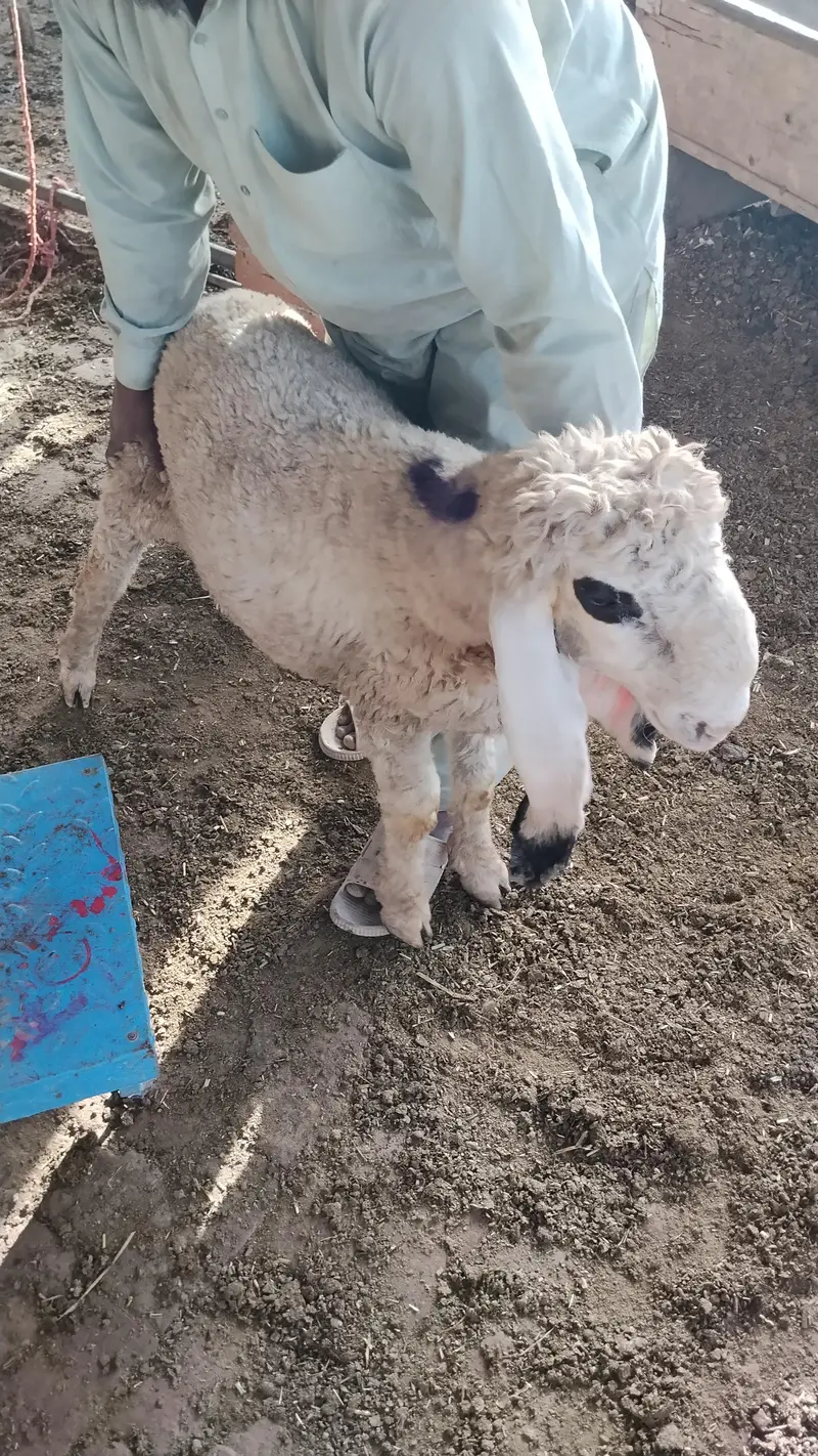 sheep & Ram   available for sadqa khyraat etc. live weight — photo 3