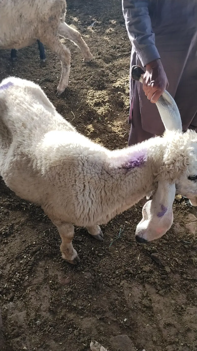 sheep & Ram   available for sadqa khyraat etc. live weight — photo 4