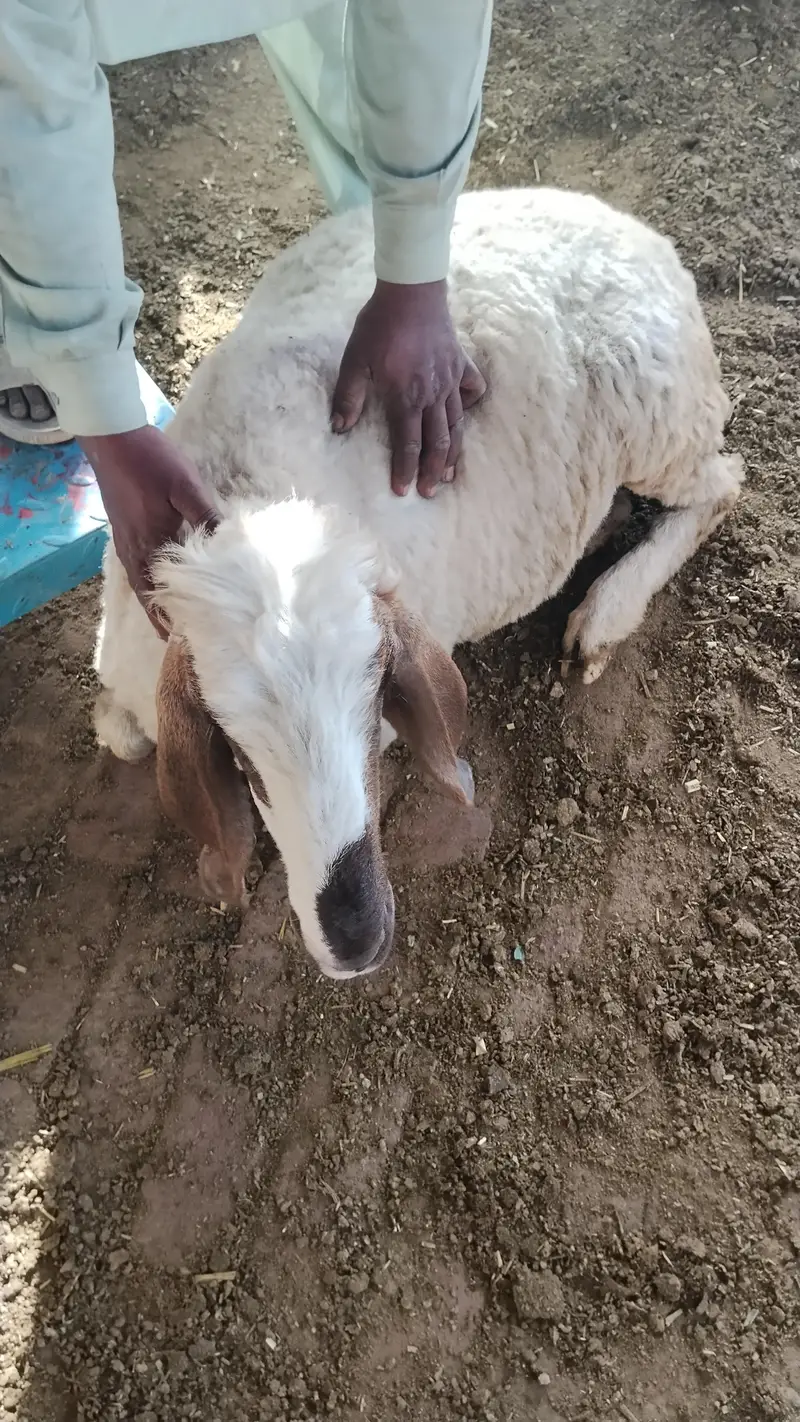 sheep & Ram   available for sadqa khyraat etc. live weight — photo 5