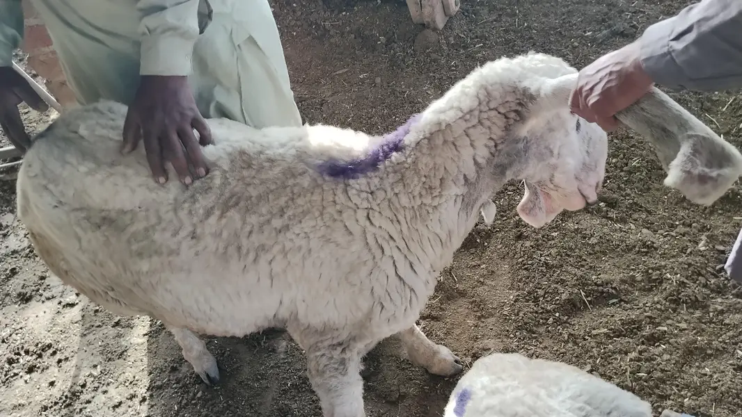 sheep & Ram   available for sadqa khyraat etc. live weight — photo 6