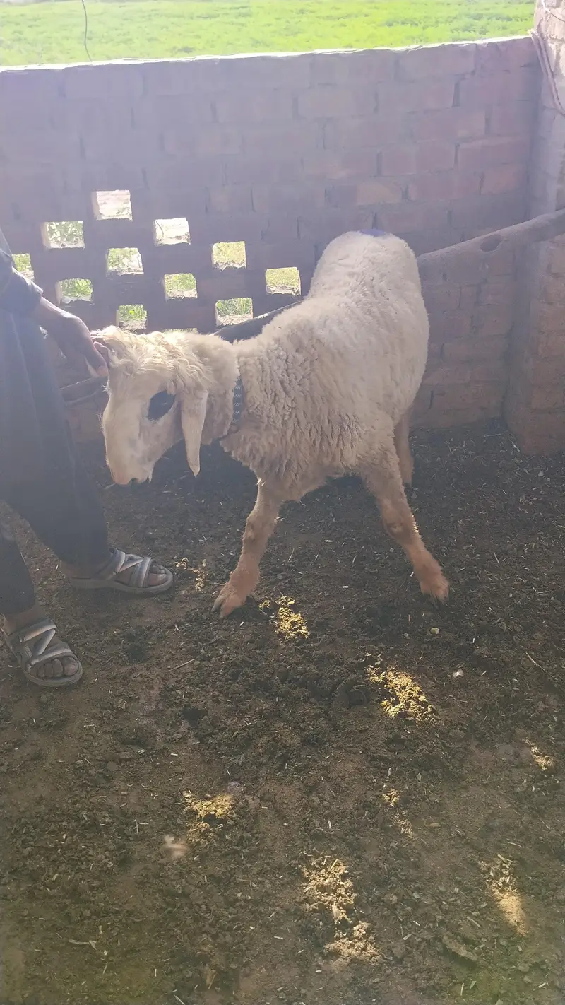 sheep & Ram   available for sadqa khyraat etc. live weight — photo 7