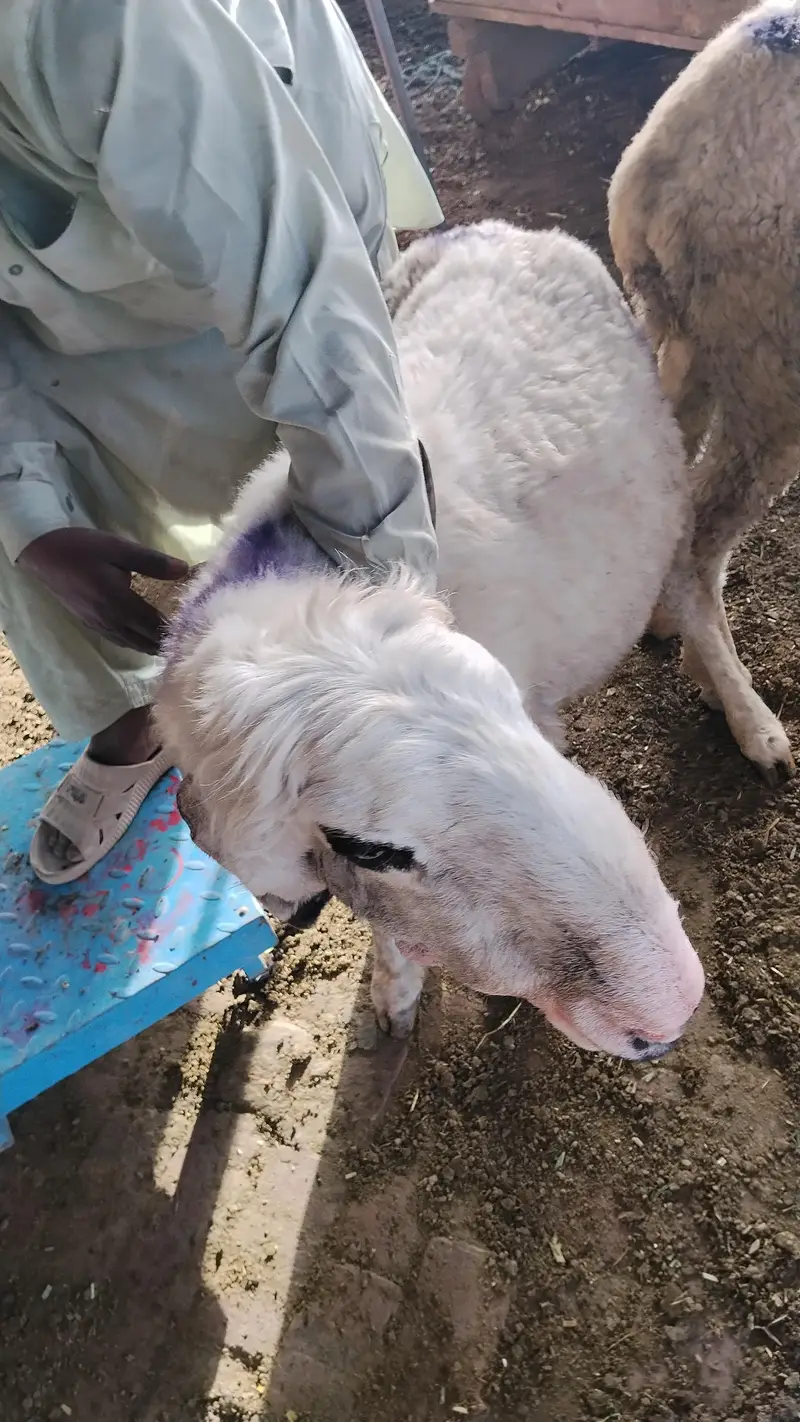 sheep & Ram   available for sadqa khyraat etc. live weight — photo 8