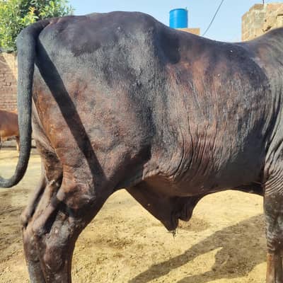 Bull / Bachra / Wacha / Desi bachre / Qurbani ka janwar /Qurbani 2026