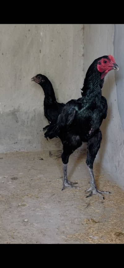 Thai dragon pair black skin eyes egg laying
