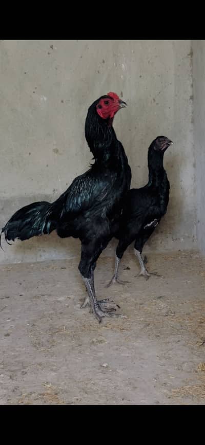 Thai dragon pair black skin eyes