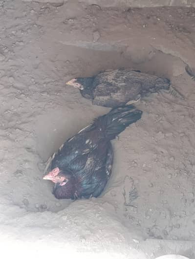 Pure Aseel Pair For Sale