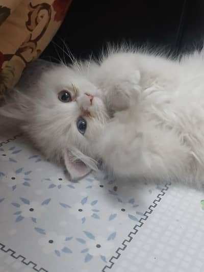 odd eyes Persian kitten