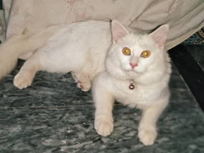 Persian Breeder Male double Coated