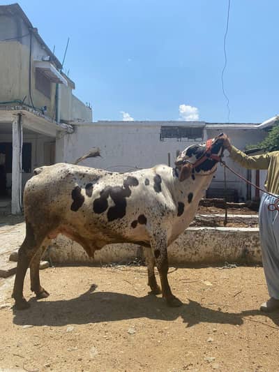 Bachra for Qurbani 2026