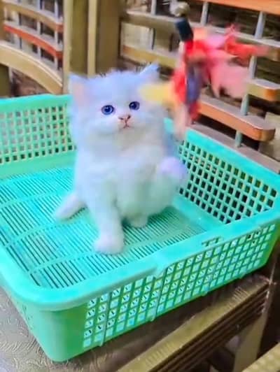 Persian cat triple kot,for sale,my WhatsApp 03481292582
