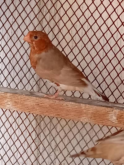 Half Orange Male