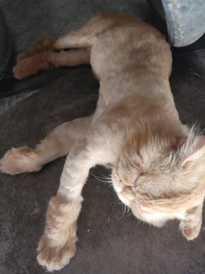 Trimmed male Persian cat 03114223734