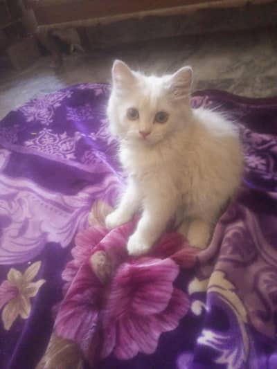 Persian doll kitten face