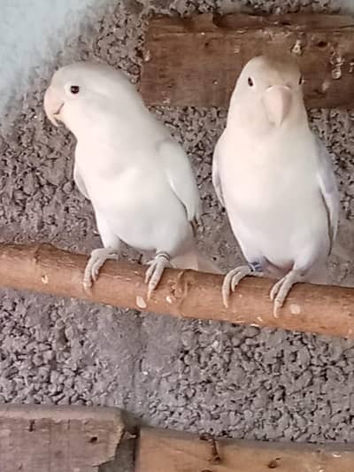 Love bird breeder pair for sale