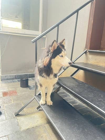husky female for sqle