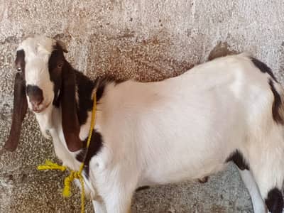 bakra | makhi cheena bakra | Kajla | chatra | sheep | qurbani 2026