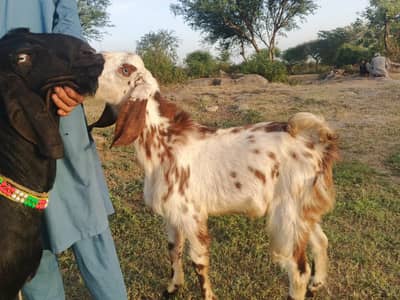 bakra | Nagra bakra | khassi bakra | qurbani 2026 | desi bakra