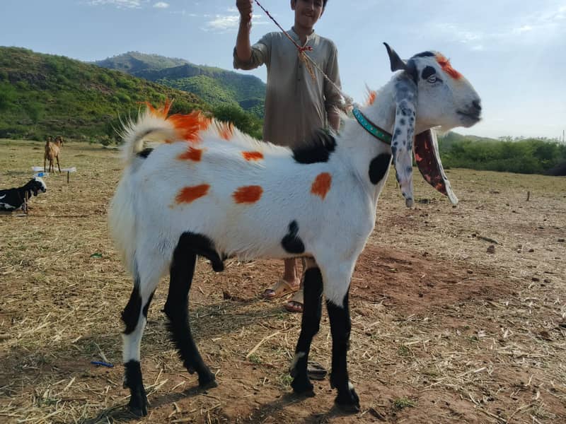 bakra | Nagra bakra | khassi bakra | qurbani 2026 | desi bakra - Goats ...