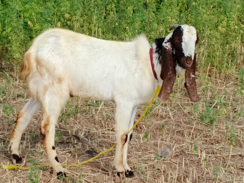 bakra | Nagra bakra | khassi bakra | qurbani 2026 | desi bakra - Goats ...