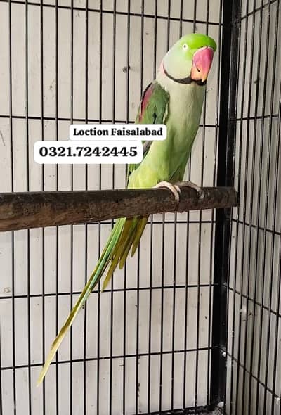 Raw breeder Male Rs 18500