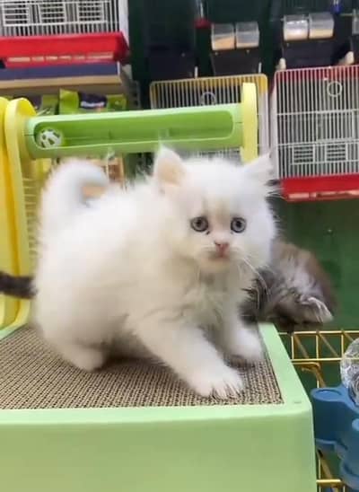 Persian cat triple kot,for sale,my WhatsApp 03481292582