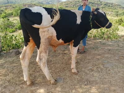 Bull / Bachra / Wacha / Desi bachre / Qurbani ka janwar /Qurbani 2026