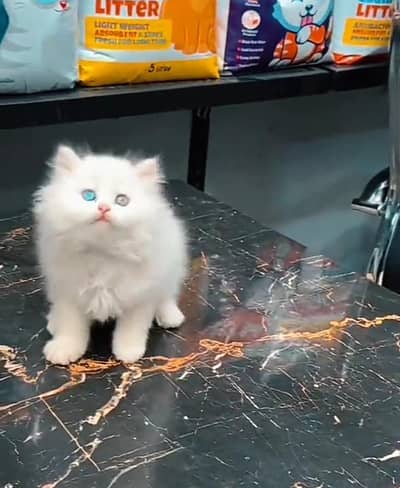 Persian cat triple kot,for sale,my WhatsApp 03481292582