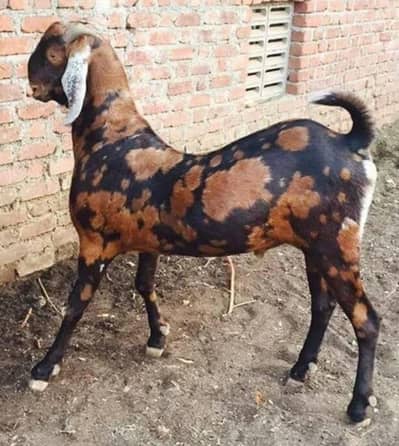 Beautiful Bakrae / Bakra /  Desi Bakrae /