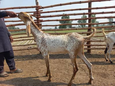 barkra for sale breed  makichena having 2 teeth