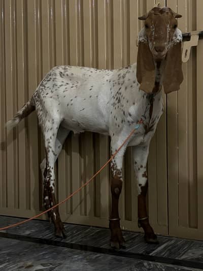Makhi Cheena bakra for sale 2 dant khassi