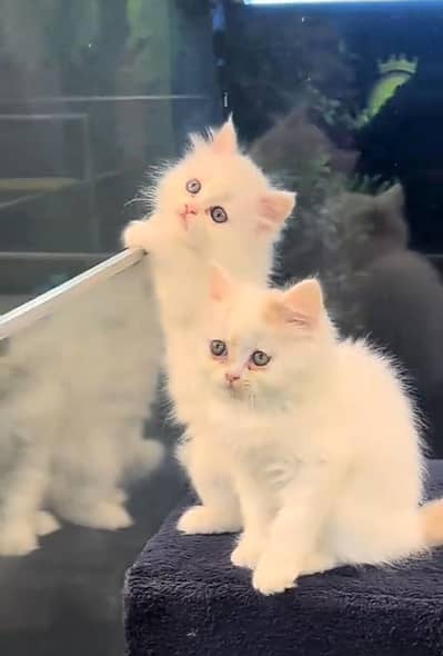 Persian cat triple kot,for sale,my WhatsApp 03481292582